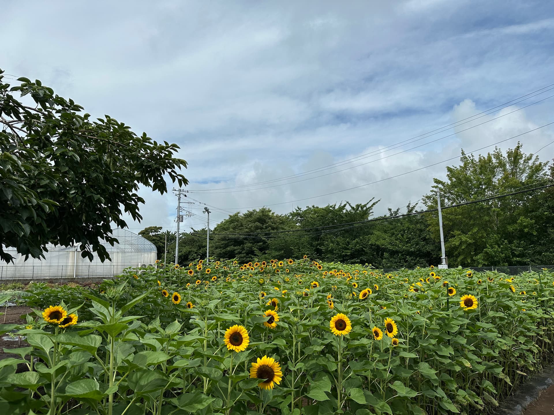 典祥ひまわりガーデンをオープン！－ 2025年7月27日（日） | 典祥窯